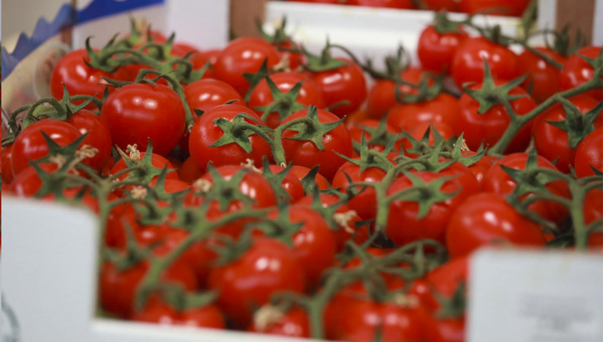 Ciliegino - Sardegna - 2 euro al chilogrammo